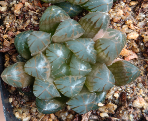 plant Aeonium Echeveria Haworthia  Caudex  Lithops Cactus  Agave 