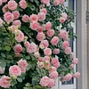 🎉LAST DAY 50% OFF🔥Climbing Rose&mdash;Year-Round Blooming