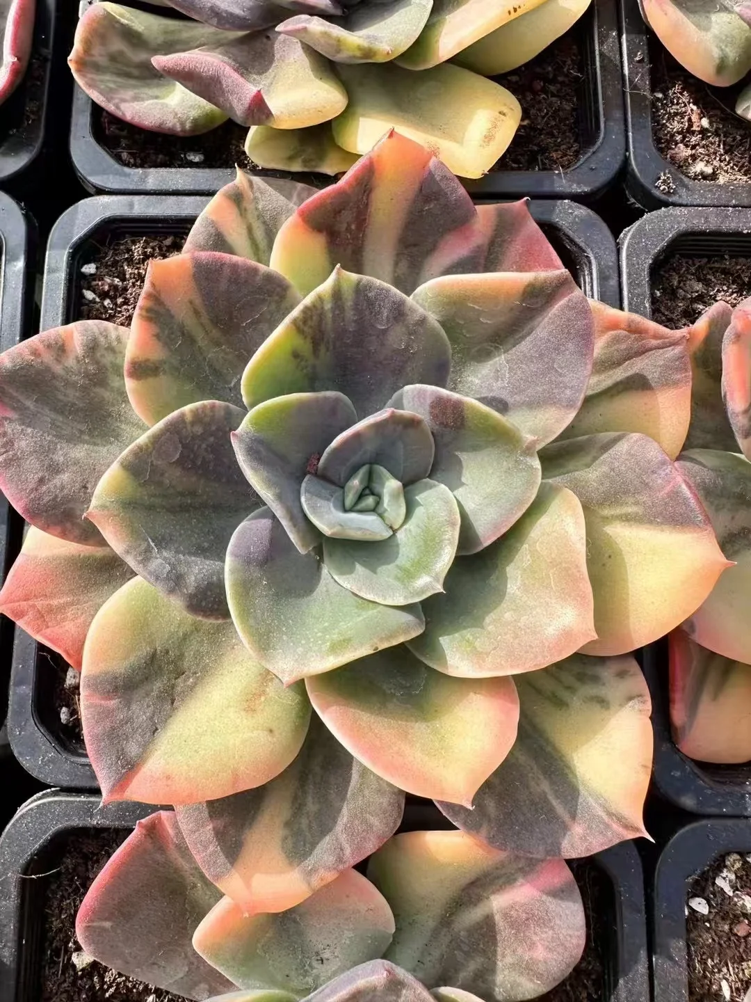 plant Aeonium Echeveria Haworthia  Caudex  Lithops Cactus  Agave 