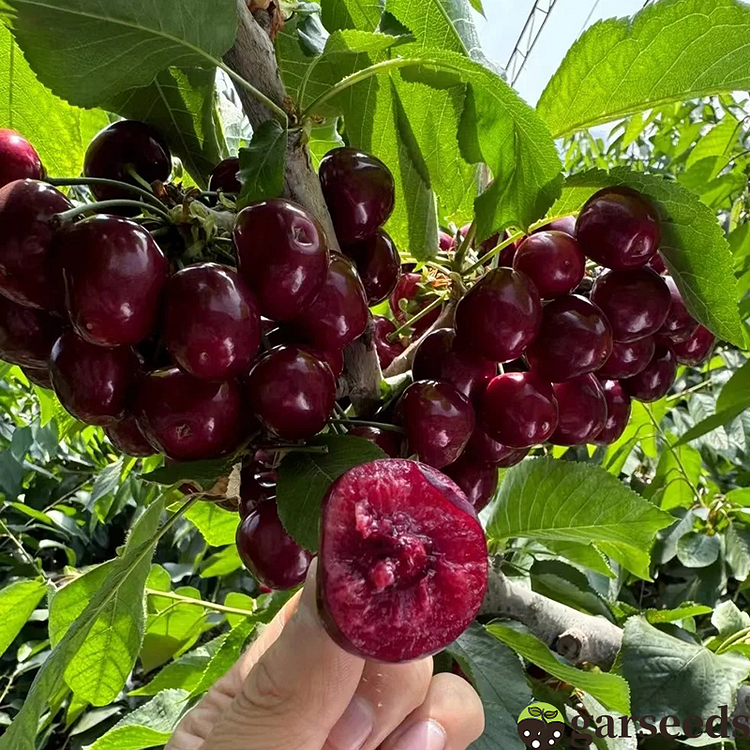 Four-Season Cherry🍒Seeds-Sweet and Juicy