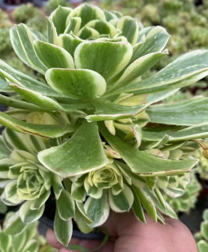 plant Aeonium Echeveria Haworthia  Caudex  Lithops Cactus  Agave 