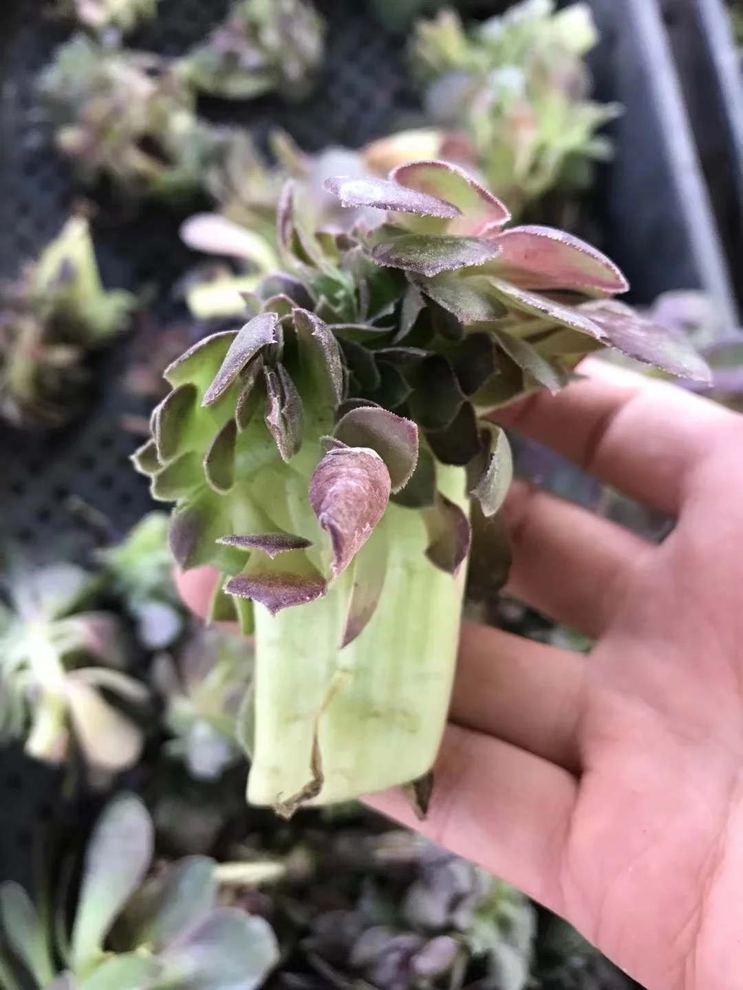 plant Aeonium Echeveria Haworthia  Caudex  Lithops Cactus  Agave 