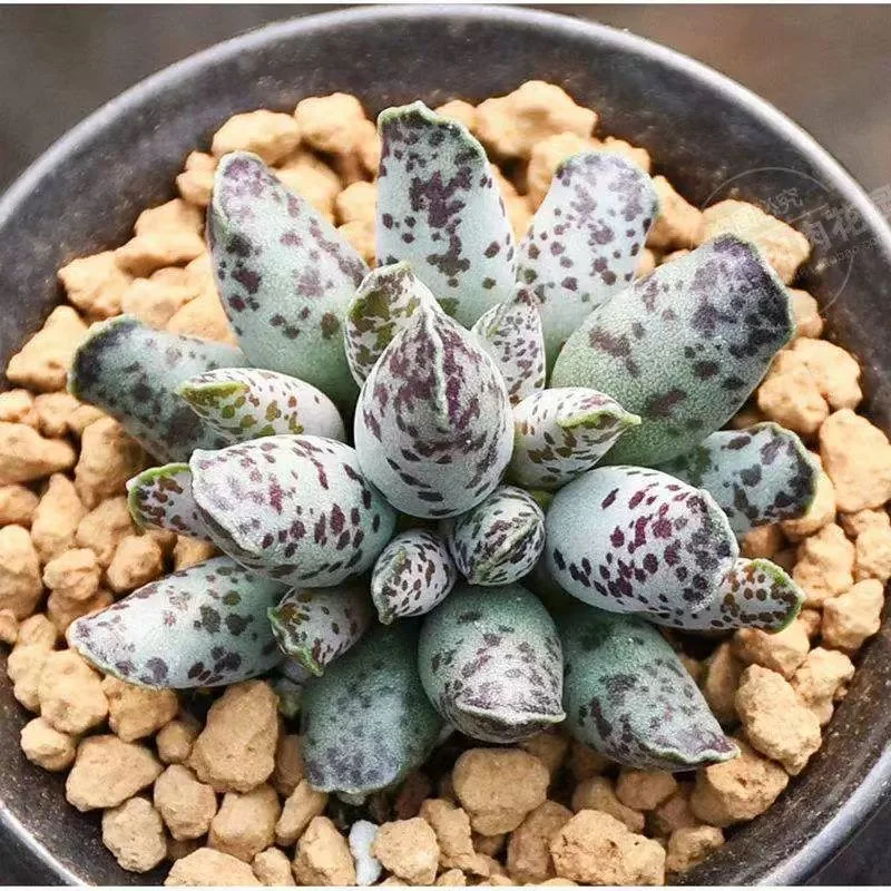 plant Aeonium Echeveria Haworthia  Caudex  Lithops Cactus  Agave 