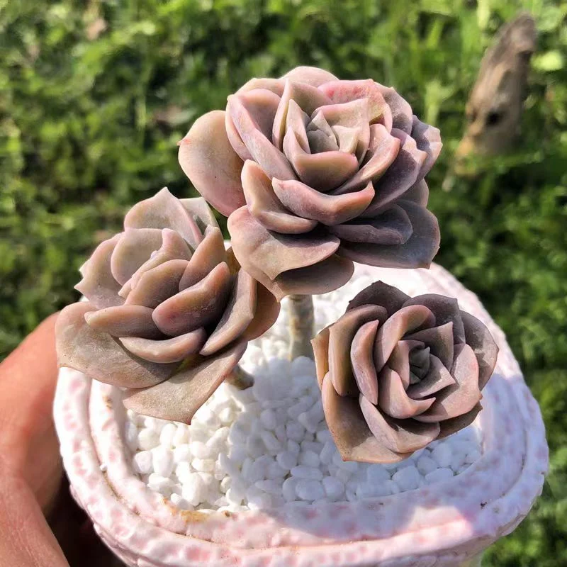 428. Cute rose single head and cluster/Echeveria/ Succulent plants / Garden landscape / Carefully select healthy plants