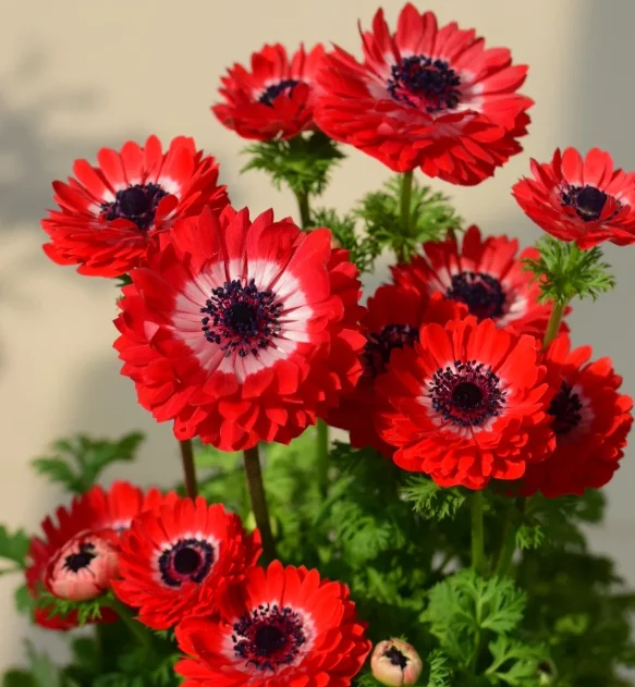 Elegant Anemone Flower Seeds &ndash; Vibrant Blooms for Gardens & Pots | Easy to Grow & Long-Lasting Color