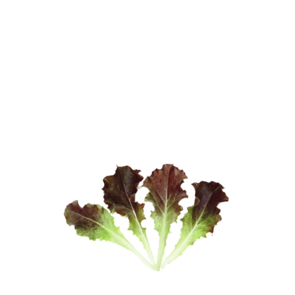ORGANIC BABY LEAF "LETTUCE LOLLO RED"