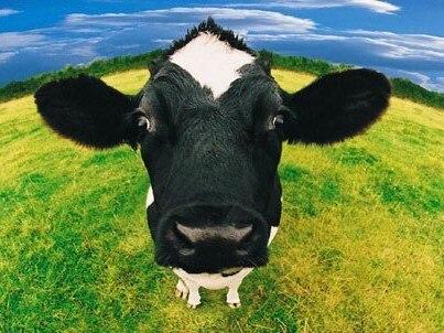 

Cows Head – Paint By Numbers - 40*50CM, 501 Original