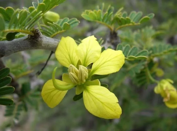 plant Aeonium Echeveria Haworthia  Caudex  Lithops Cactus  Agave 
