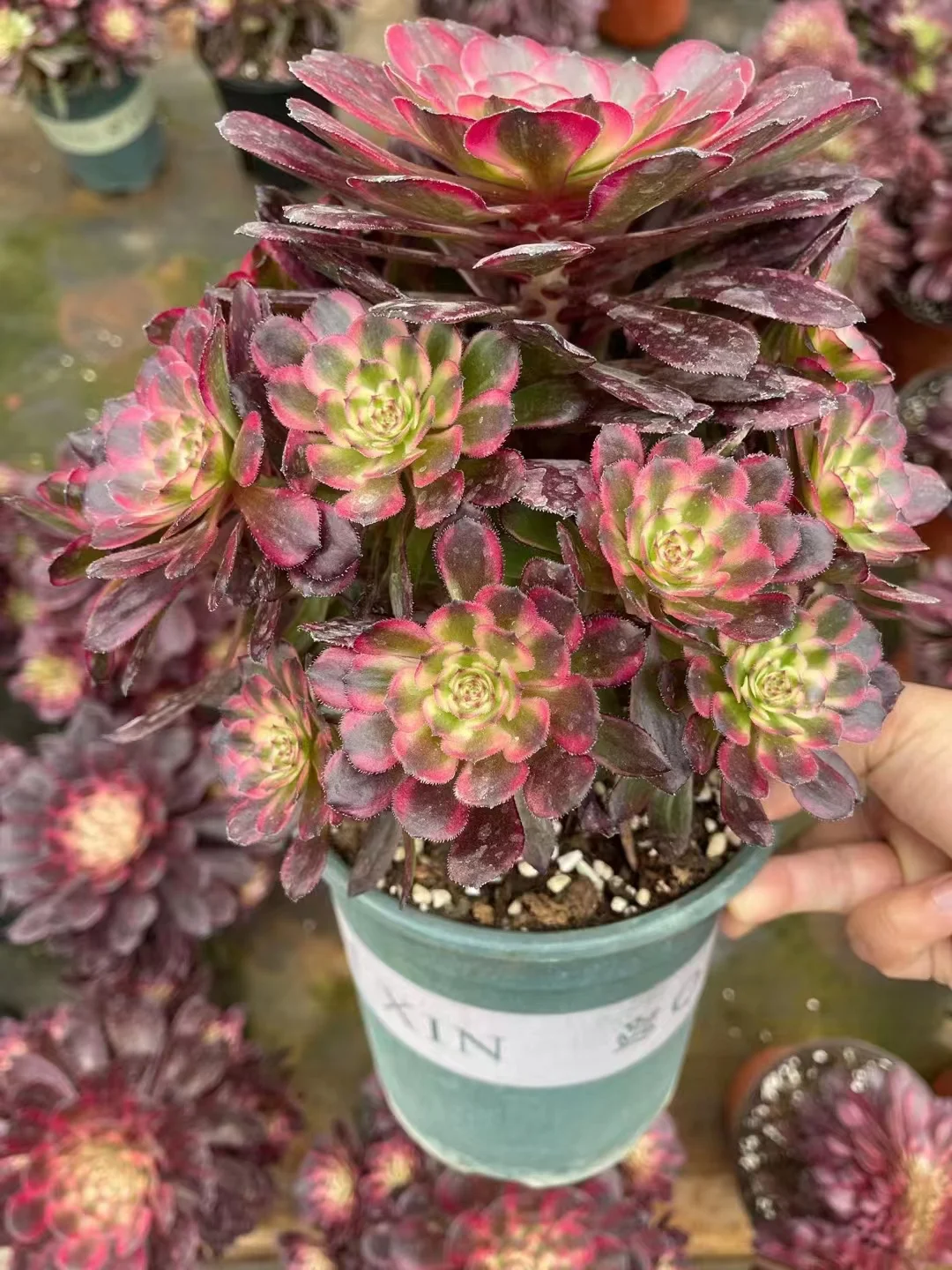 plant Aeonium Echeveria Haworthia  Caudex  Lithops Cactus  Agave 