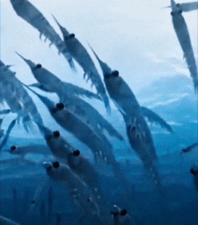 南极磷虾油胶囊_08.gif