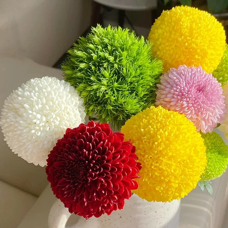 🌈Colorful Ping Pong Chrysanthemum Seeds