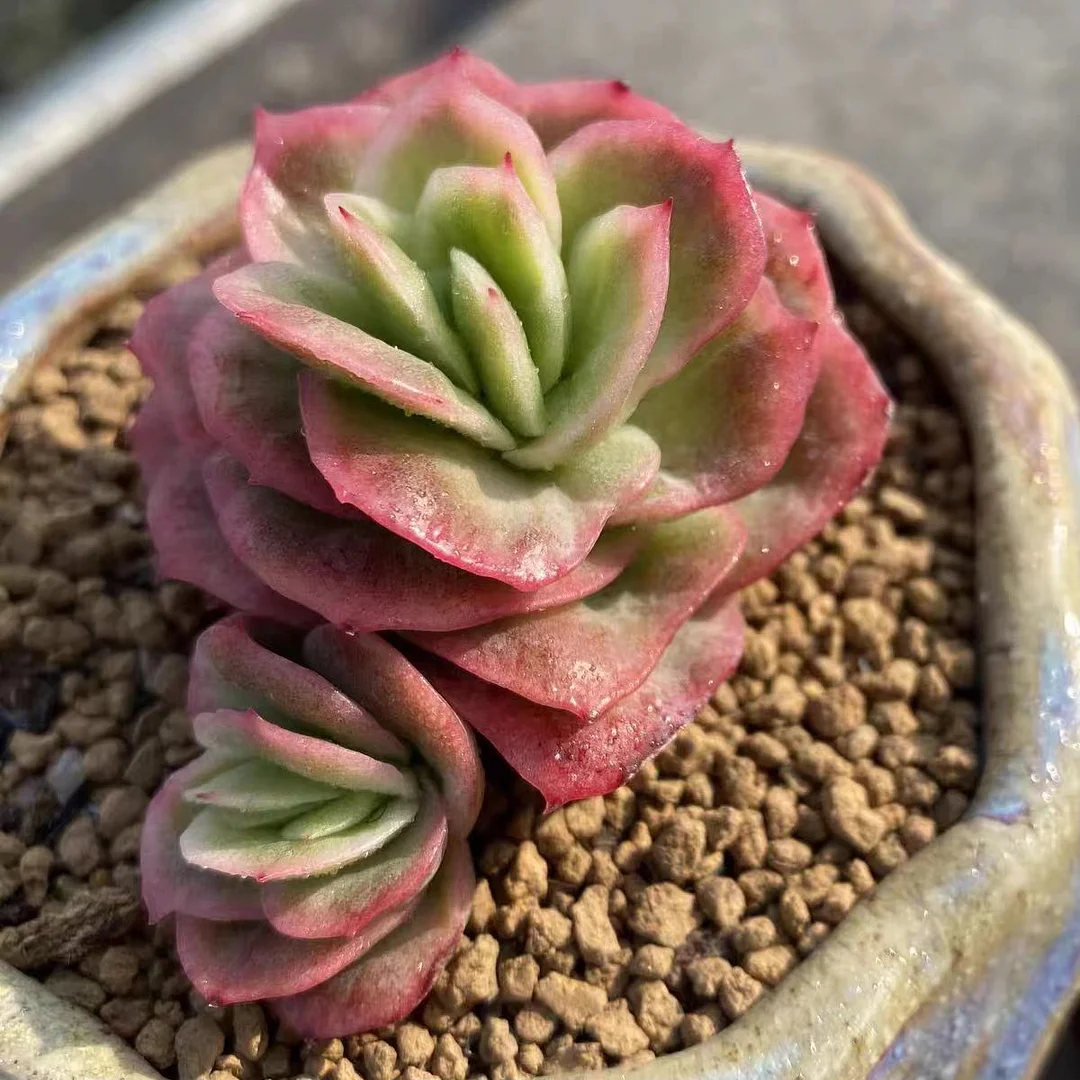 plant Aeonium Echeveria Haworthia  Caudex  Lithops Cactus  Agave 