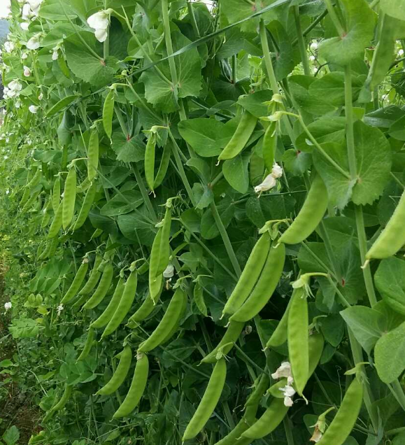 Grow Fresh and Delicious Snow Peas in Your Garden 🌱