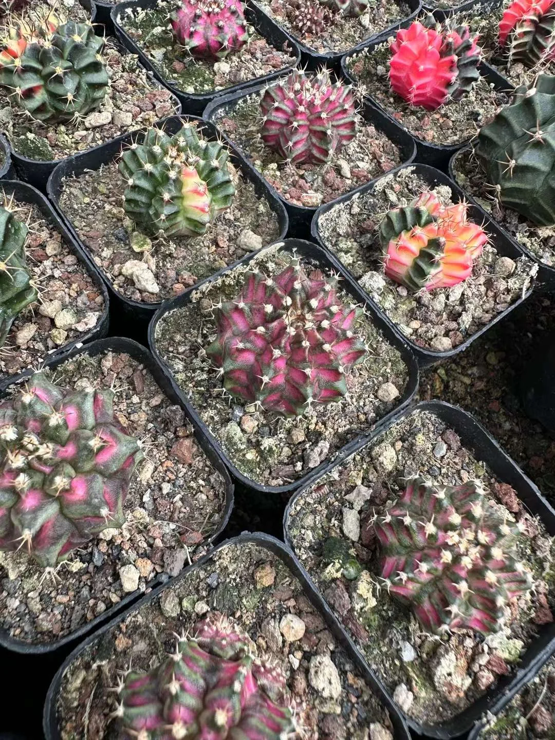 plant Aeonium Echeveria Haworthia  Caudex  Lithops Cactus  Agave 