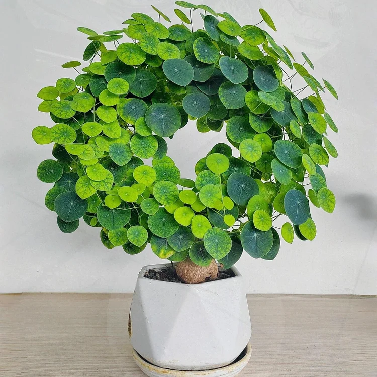 Stephania Erecta: The strongest houseplant for lazy people