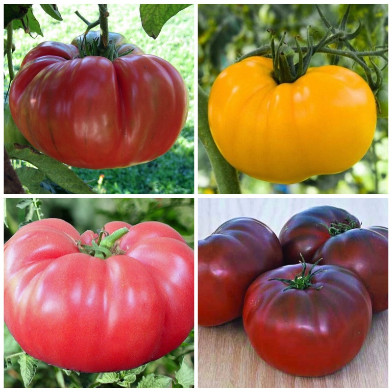 Brandywine Tomato  John Scheepers Kitchen Garden Seeds