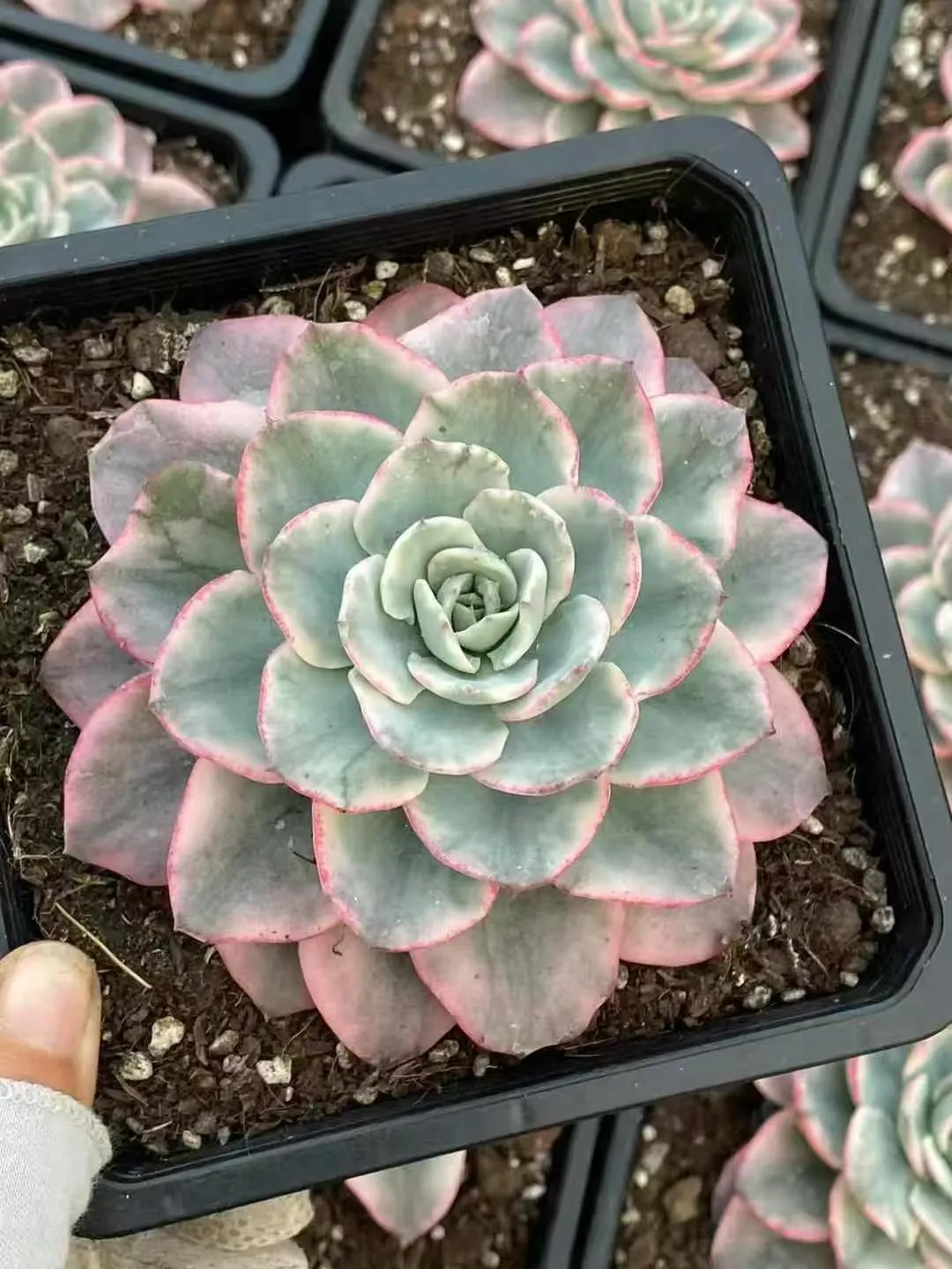 plant Aeonium Echeveria Haworthia  Caudex  Lithops Cactus  Agave 