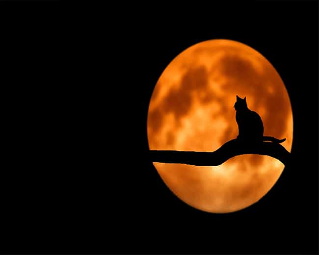 

Moon Cat – Paint By Numbers - 40*50CM, 501 Original