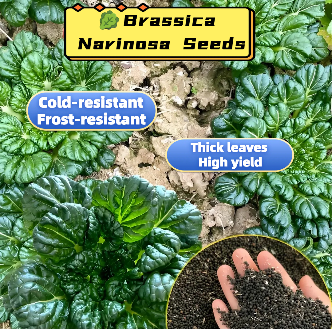 🥬Brassica Narinosa Seeds 🥬