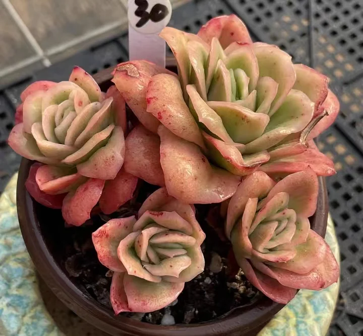 plant Aeonium Echeveria Haworthia  Caudex  Lithops Cactus  Agave 