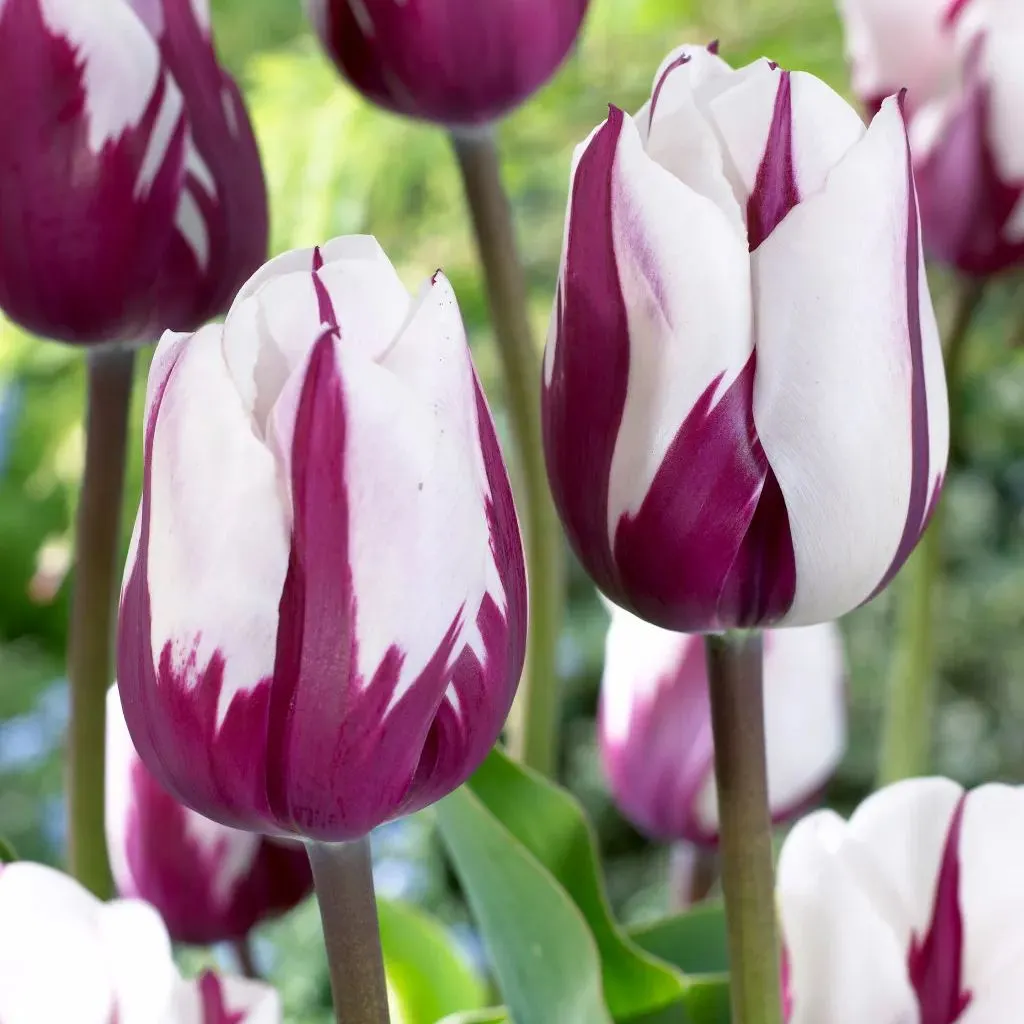 Zurel  Tulip Seeds