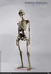 COOMODEL NOBS011 THE HUMAN SKELETON DIECAST ALLOY 1/6 Model
