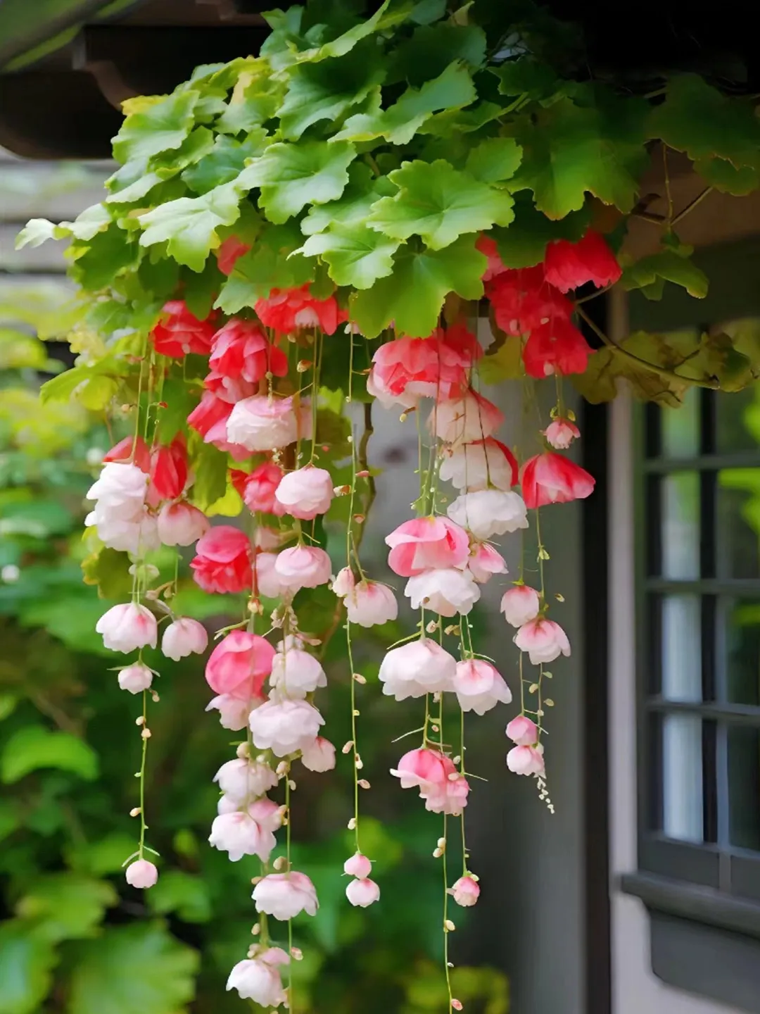 Weeping Begonia flower Seeds