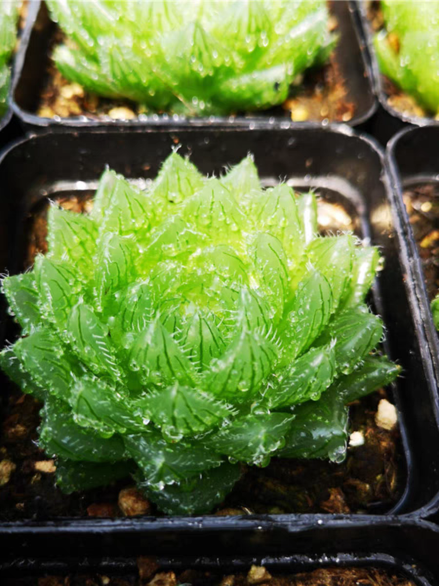 bjbm33..Haworthia cooperi var. picturata5-6cm  / Haworthia/ Succulent plants / Garden landscape / Carefully select healthy plants
