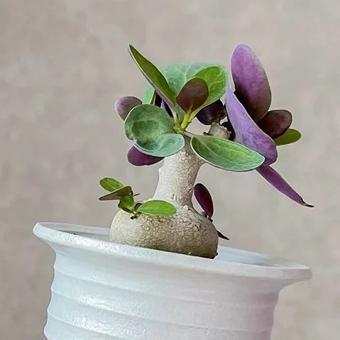 plant Aeonium Echeveria Haworthia  Caudex  Lithops Cactus  Agave 