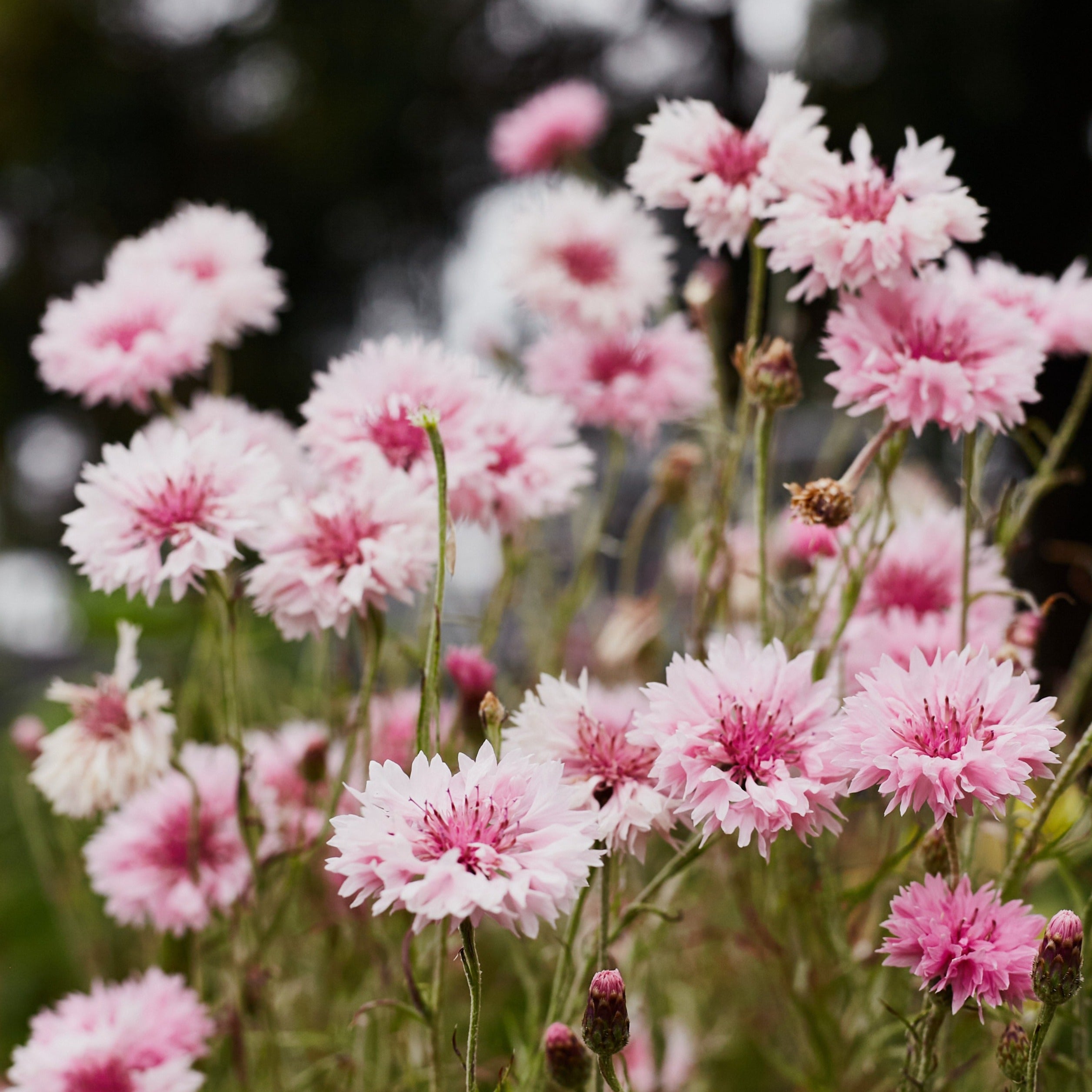 Cornflower Centaurea Pink Ball Flower | X 80 seeds