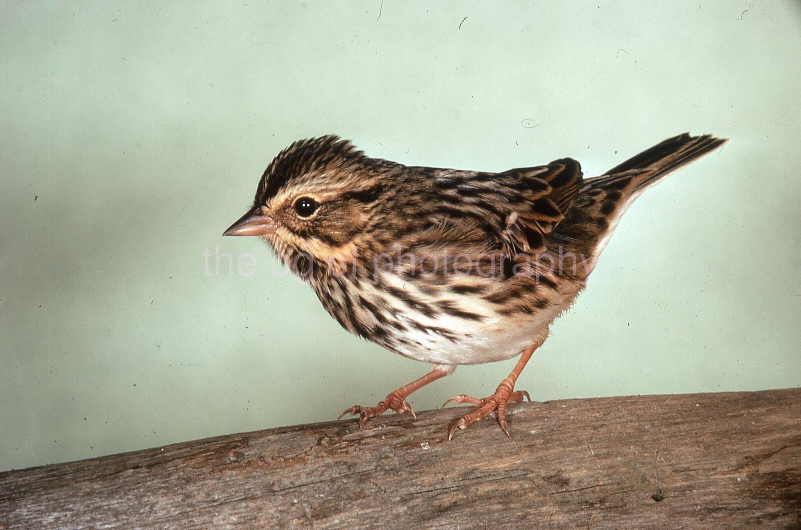 SAVANAH SPARROW 35mm FOUND BIRD SLIDE Vintage COLOR Photo Poster painting 15 T 11 B