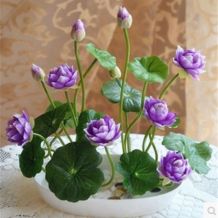 20/50/100Pcs The Premium Bonsai Lotus Flower Seeds Jonyparkseed®