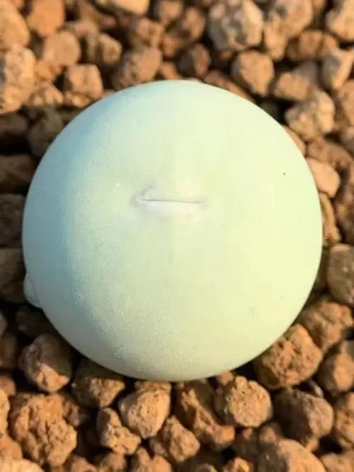 plant Aeonium Echeveria Haworthia  Caudex  Lithops Cactus  Agave 