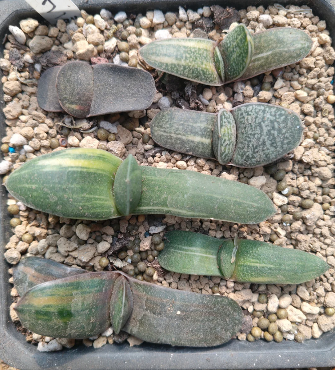 onestock.Select a plant from Gasteriea armstrongii f.variegata/ Haworthia/ Succulent plants / Garden landscape / Carefully select healthy plants