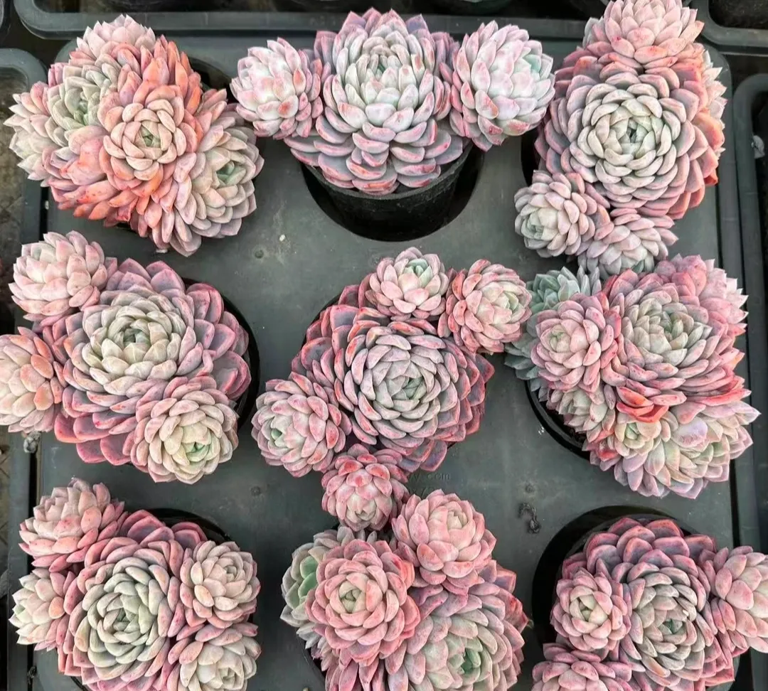 plant Aeonium Echeveria Haworthia  Caudex  Lithops Cactus  Agave 