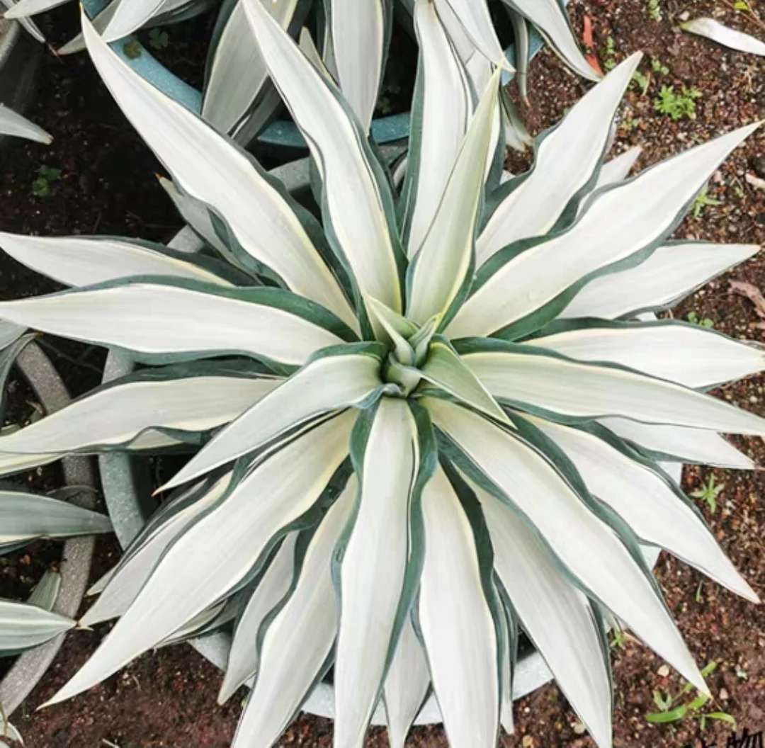 plant Aeonium Echeveria Haworthia  Caudex  Lithops Cactus  Agave 