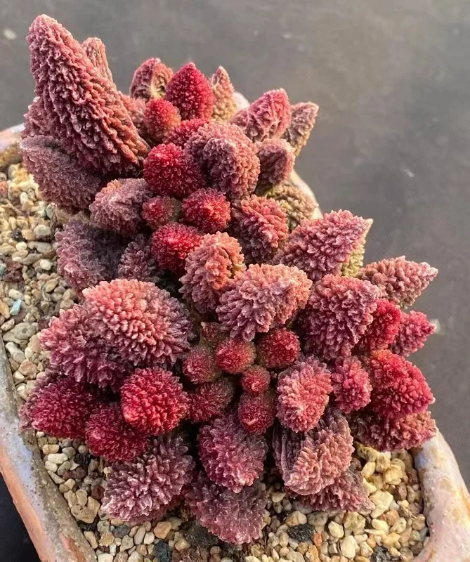 plant Aeonium Echeveria Haworthia  Caudex  Lithops Cactus  Agave 