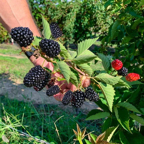 Sweet Giant Blackberry Seeds
