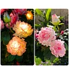 Solar Garden Decorative Light LED Rose Shape Stake Light for Garden Yard Backyard Waterproof