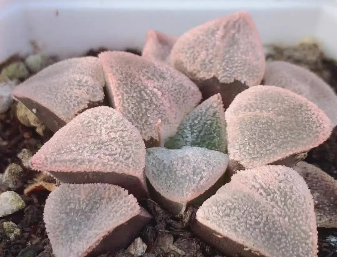 plant Aeonium Echeveria Haworthia  Caudex  Lithops Cactus  Agave 
