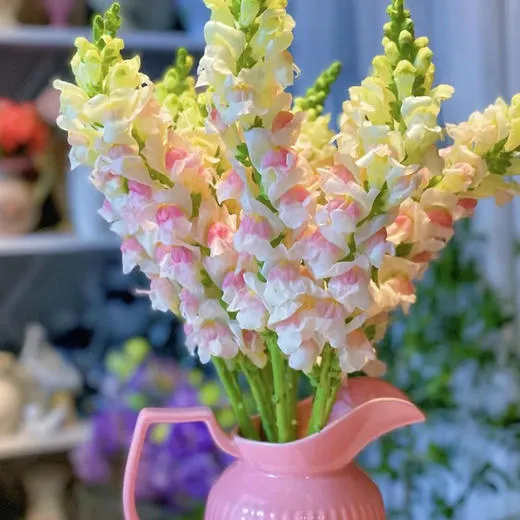 🌸APPLE BLOSSOM SNAPDRAGON Flower Seeds-Extremely romantic flowers💕