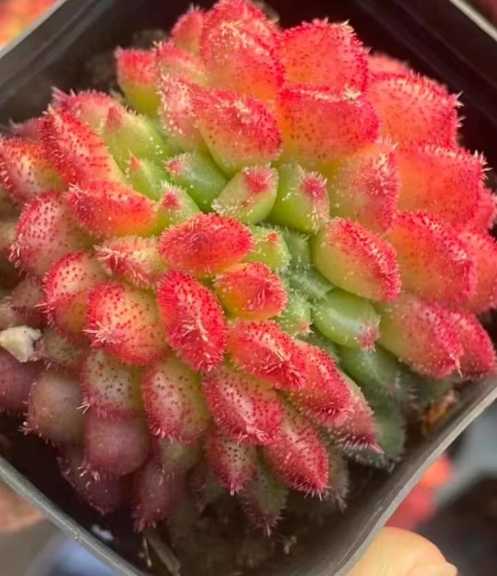 360.Carol crested 4-5cm / Echeveria / Succulent plants / Garden landscape / Carefully select healthy plants