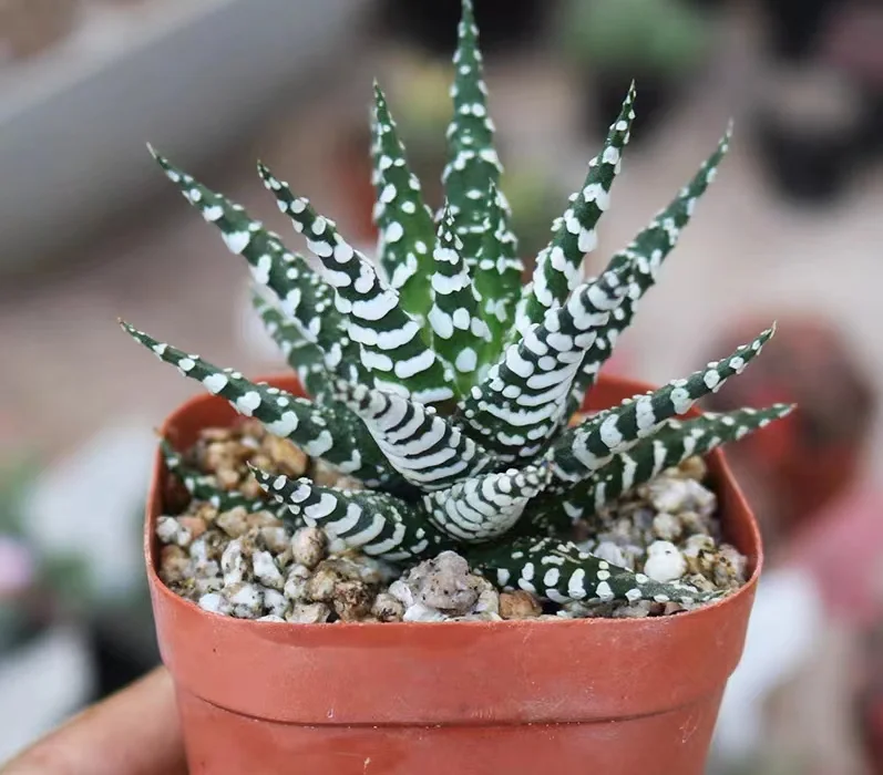 hts24.Haworthia fasciata 4-5cm/ Haworthia/ Succulent plants / Garden landscape / Carefully select healthy plants