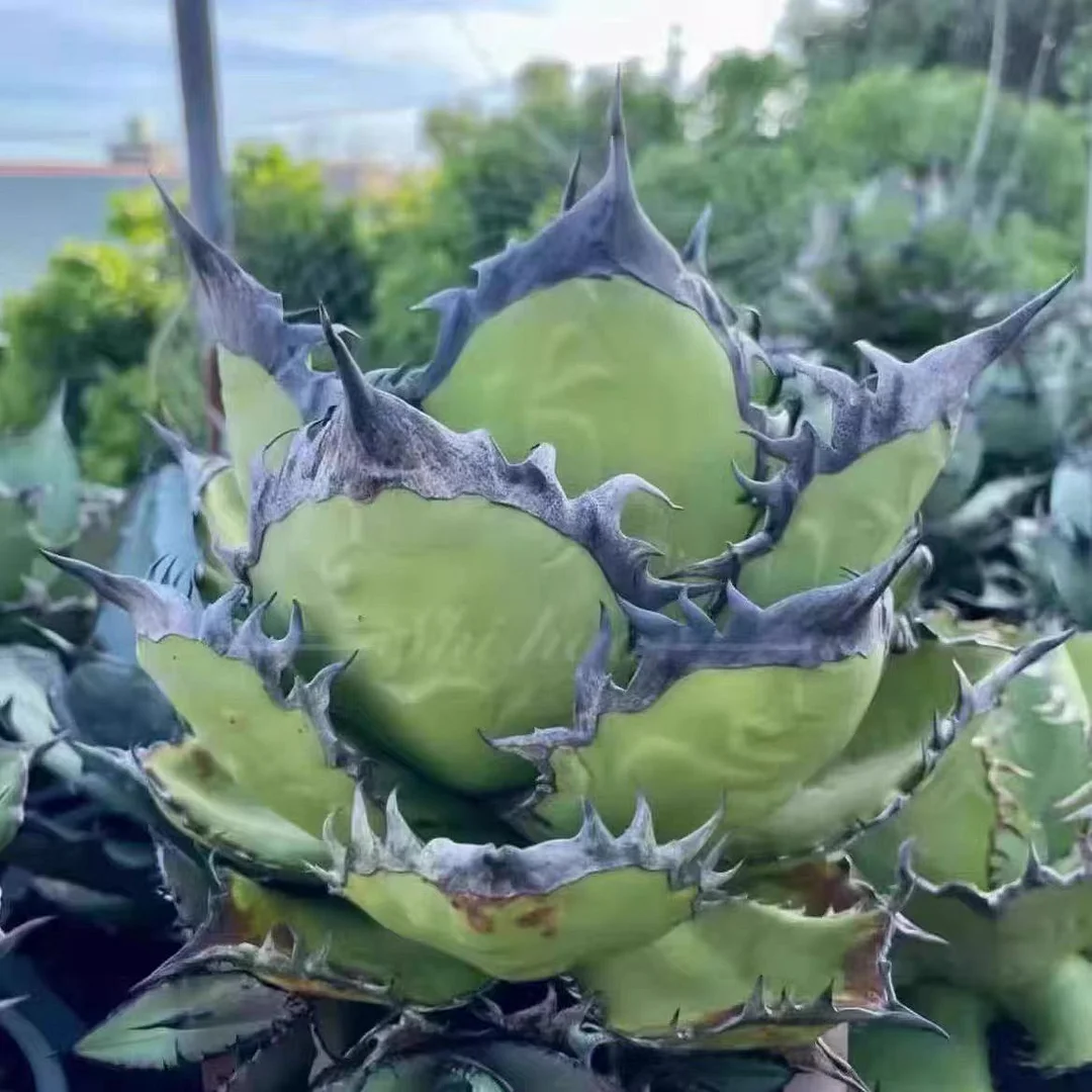 fk26.Agave titanota blackflame  9cm/Agave plants/ Succulent plants / Garden landscape / Carefully select healthy plants