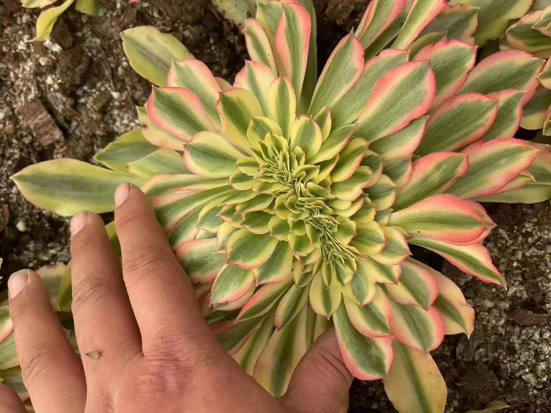 173.   Hong xiu  crested cutting 6cm/ Aeonium  crested/ Aeonium plants / Garden landscape / Carefully select healthy plants