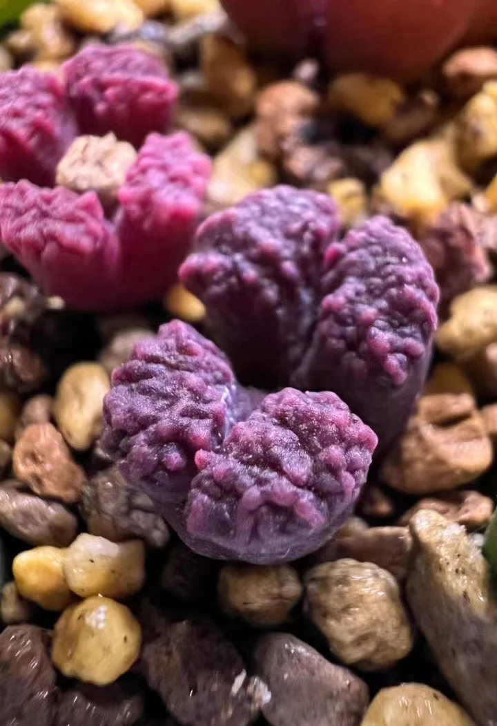 plant Aeonium Echeveria Haworthia  Caudex  Lithops Cactus  Agave 