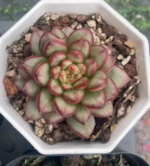 plant Aeonium Echeveria Haworthia  Caudex  Lithops Cactus  Agave 