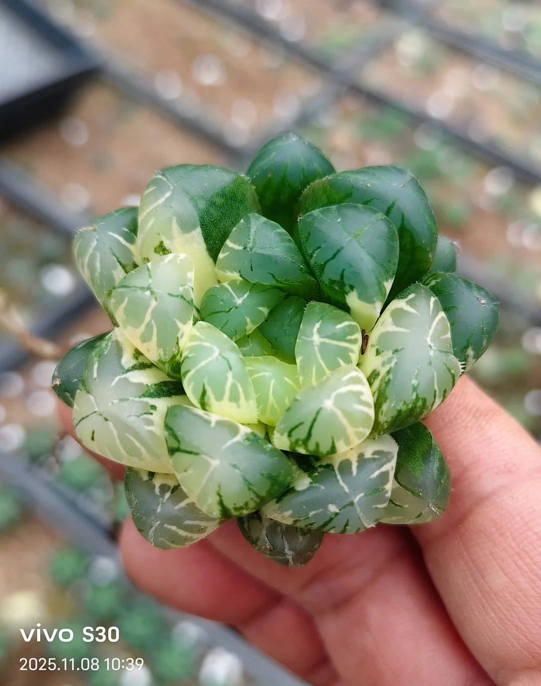 plant Aeonium Echeveria Haworthia  Caudex  Lithops Cactus  Agave 