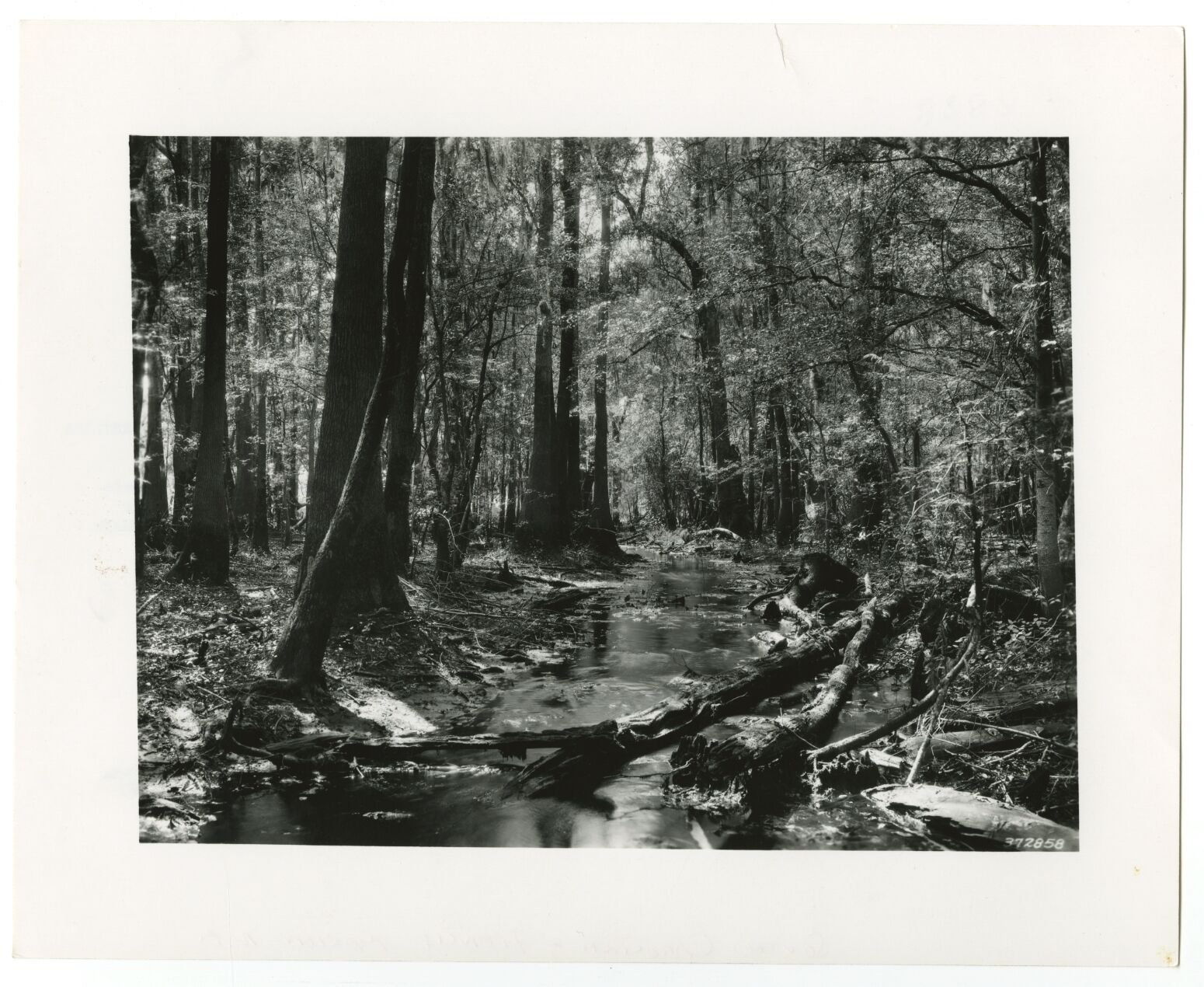 South Carolina History - Francis Marion National Forest - Vintage 8x10 Photo Poster painting