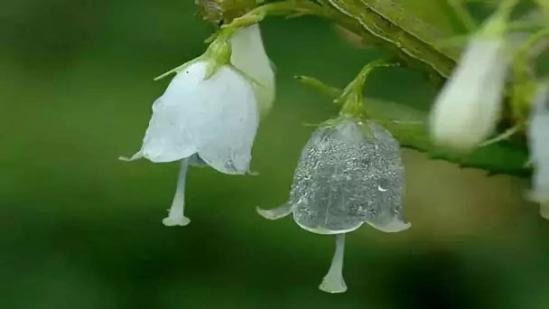 Crystal Flower Seeds